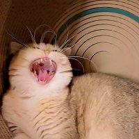 MynameisATS (@tigerismycat3) 's Twitter Profile Photo
