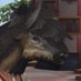 Project MithrilEyes (@mithrileyes) Twitter profile photo Project MithrilEyes (@mithrileyes) Twitter profile photo