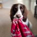 Lily the Spaniel 🐾🐾🐶 (@thecollarpurpl1) Twitter profile photo Lily the Spaniel 🐾🐾🐶 (@thecollarpurpl1) Twitter profile photo