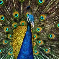 $Rajan (@rajan_b1) 's Twitter Profile
