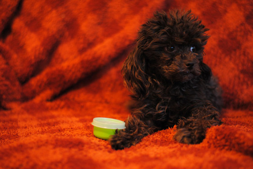 CaitsTupperware's profile picture. The life of the party in the Tupperverse Proudly serving Centre Wellington and surrounding areas