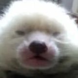 더꾸 (@dungggu) 's Twitter Profile