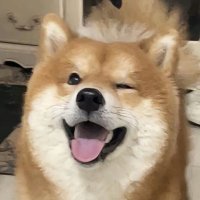 你猜我猜不猜 (@xinhangchengfe1) 's Twitter Profile