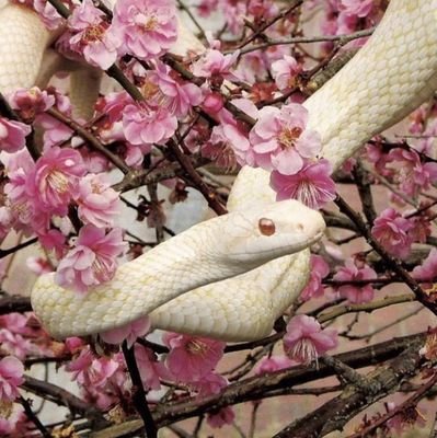 mayu89818939's profile picture. 