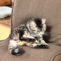 明日の次郎 (@scorpio17392521) 's Twitter Profile