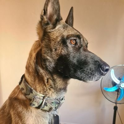 britz448's profile picture. I like laughing so hard your stomach aches. I follow weird people and Malinois named Venom.