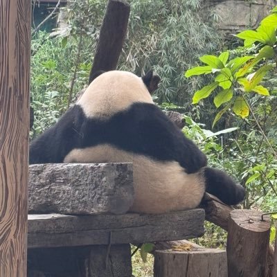 lyxfeather's profile picture. 