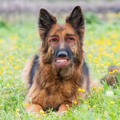#DhruvRathee German Shepherd • Owned by Arvind Kejriwal • German • Satire • Commentary Account