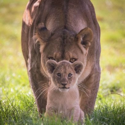 AbilekoM's profile picture. CryptoManiac, @Galxe Starboarder, WeB3 Believer, Fremen on @gaib_ai