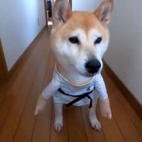 ローレル@crazy Max (@laurel326pawar) 's Twitter Profile Photo ローレル@crazy Max (@laurel326pawar) 's Twitter Profile Photo