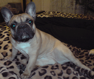 buldogka2's profile picture. Веселая и общительная люблю все новое и интересное. Всех читаю взаимно;)