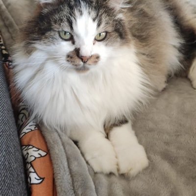 acoswq's profile picture. 