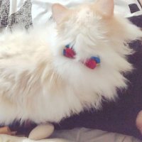 おこめち 🐾 ¹ᵐ ☺︎ (@oo55ma) 's Twitter Profile