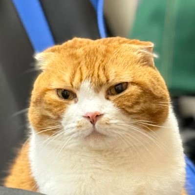 ねこさん Profile