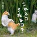 猫写真家 沖 昌之 (MASAYUKI OKI) (@okirakuoki) Twitter profile photo 猫写真家 沖 昌之 (MASAYUKI OKI) (@okirakuoki) Twitter profile photo