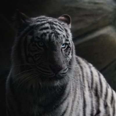 あいすばいんさんのプロフィール画像