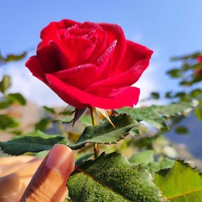 Sanukarki157476's profile picture. 🇳🇵संजालमा छटपटीनन्छन् ,रुन्छन्,कराउँछन I  ति रुवाई र कराई लाइ कुल्चेर रबि दाइ हजुर निरन्तर अगाडि बढ्नु पर्छ !.....