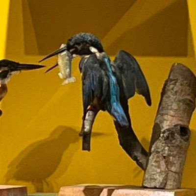 Cardinalnight's profile picture. ウワハハハ