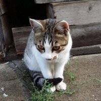 ゆうき (@okiraku_yuuki) Twitter profile photo