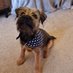 BertieTheBorder CBE (@bertietheborder) Twitter profile photo BertieTheBorder CBE (@bertietheborder) Twitter profile photo