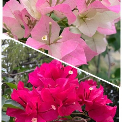 oXHMFZt4KO3VQiT's profile picture. 中居正広さんがだいすきです。中居さんの人柄、優しい心遣いが好きで応援していきます。  今はただただ会いたい、声が聞きたい　💙