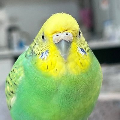 雨鳥さんのプロフィール画像