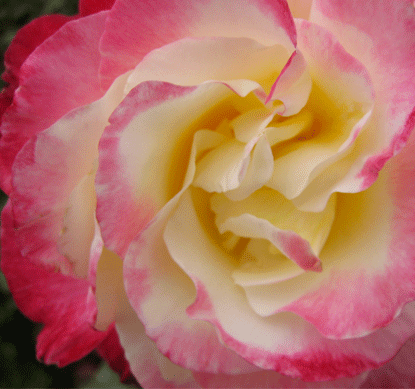 AmySuki's profile picture. fashion, design, travel, jewelry, tunes, waves, yoga