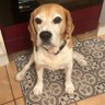 BanditsBeagle's profile picture. Carefree, curious, mischievous, annoying at times, eat anything and living the good life in France!