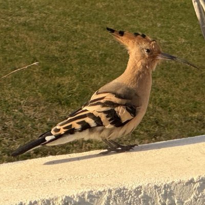 macaron_mou_k's profile picture. 日本野鳥の会 本部会員。蝶や鳥など撮影しています。
蜂を撮影し山形大･東北大の研究｢マルハナバチ国勢調査｣に送ったり、
カカポ里親制度で入手したぬいぐるみに癒されたりしています。

Like：デーツ、ココナッツ、ジョビコ、サンコウチョウ、アサギマダラ、Shipibo柄、マヤ文字