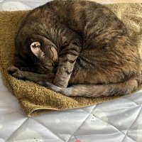 鈴(りん) (@bell_strowberry) 's Twitter Profile