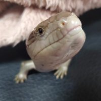 ⭐︎yu (@a84265168) 's Twitter Profile