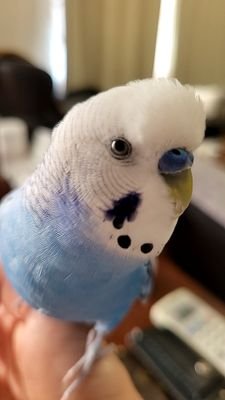 あお 2021.5.1🐣
お迎え後PBFD発覚~治療~陰転✨ 飼い主🙌サルコイドーシス発覚~現在治療中🌱無言フォロー失礼します🙇
