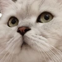 elifsadeceelif🪻 (@adalielif14) 's Twitter Profile Photo elifsadeceelif🪻 (@adalielif14) 's Twitter Profile Photo