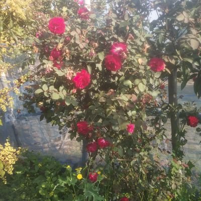 somethingtrynew's profile picture. please subscribe my YouTube channel 
https://t.co/WNyGwdrEBM