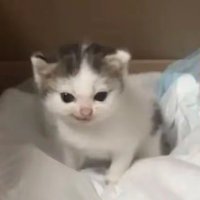 Oiiiii (@shaoguanwai2) 's Twitter Profile Photo Oiiiii (@shaoguanwai2) 's Twitter Profile Photo