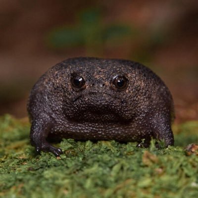 smolcrossfrog's profile picture. 
