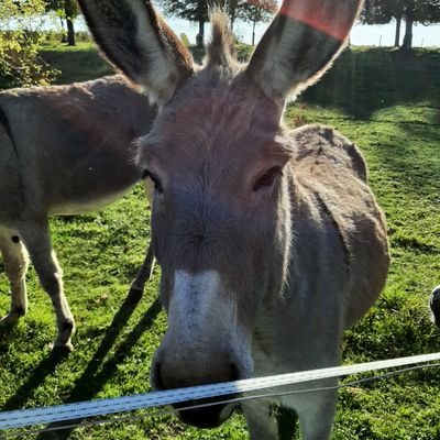 DBuddleia's profile picture. #Refuge #albergue for #hikers #pilgrims on the #ViaCampaniensis of the #camino, #Vézelay. Date of realisation: spring 2026?
Speaks 🇳🇱 🇫🇷🇩🇪🇬🇧