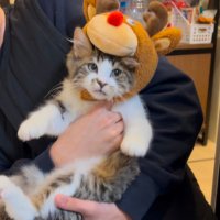 ほたてくん (@hotanyan) 's Twitter Profile Photo