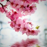 きりえ (@kiri15_57j) 's Twitter Profile Photo