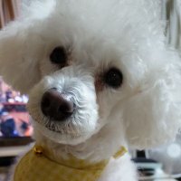 Mofu Mofu (@mofumofu1667620) 's Twitter Profile Photo Mofu Mofu (@mofumofu1667620) 's Twitter Profile Photo