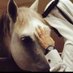 ابو فهد (@2sitr) Twitter profile photo ابو فهد (@2sitr) Twitter profile photo