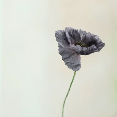 landofmanc's profile picture. nature lover
✝️