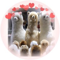 ♡とみい(*˘︶˘*).｡.:*♡ (@tommy_78210) Twitter profile photo