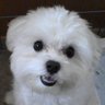 monroepl's profile picture. ミュージシャン名はShelly Monroe、茶々Pです。https://t.co/HtTCemcXfj https://t.co/ky2hrYTSbJ https://t.co/OgkCzX14LE https://t.co/6BBt8xk4Nl
