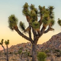 Joshua McTree (@jmwhit47) 's Twitter Profile