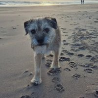 Lord Wicket 🐾🏴󠁧󠁢󠁳󠁣󠁴󠁿 feat. Lady Bogle 🐾🥰 (@hwicket) Twitter profile photo