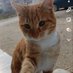 Hatay Sokak Patileri 🐾 (@hataypatileri) Twitter profile photo Hatay Sokak Patileri 🐾 (@hataypatileri) Twitter profile photo