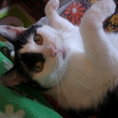 50+ lady, ✝ Believer, #LOTRO gamer, 😸 crazy catlady