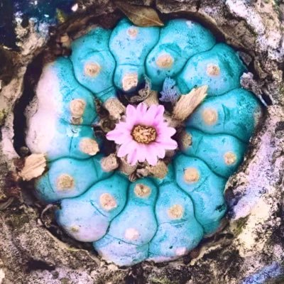 LalahZarr's profile picture. “Be wise as a serpent and gentle as a dove”