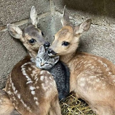 @animalbby_